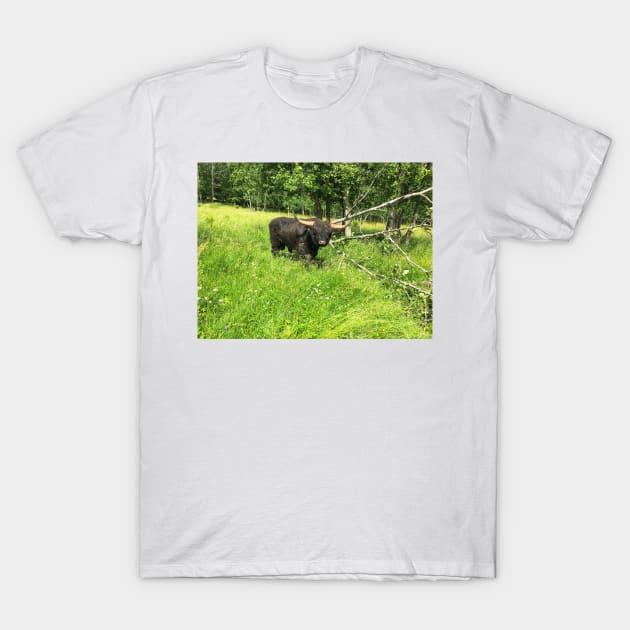 Scottish Highland Cattle Bull 2430 T-Shirt by SaarelaHighland